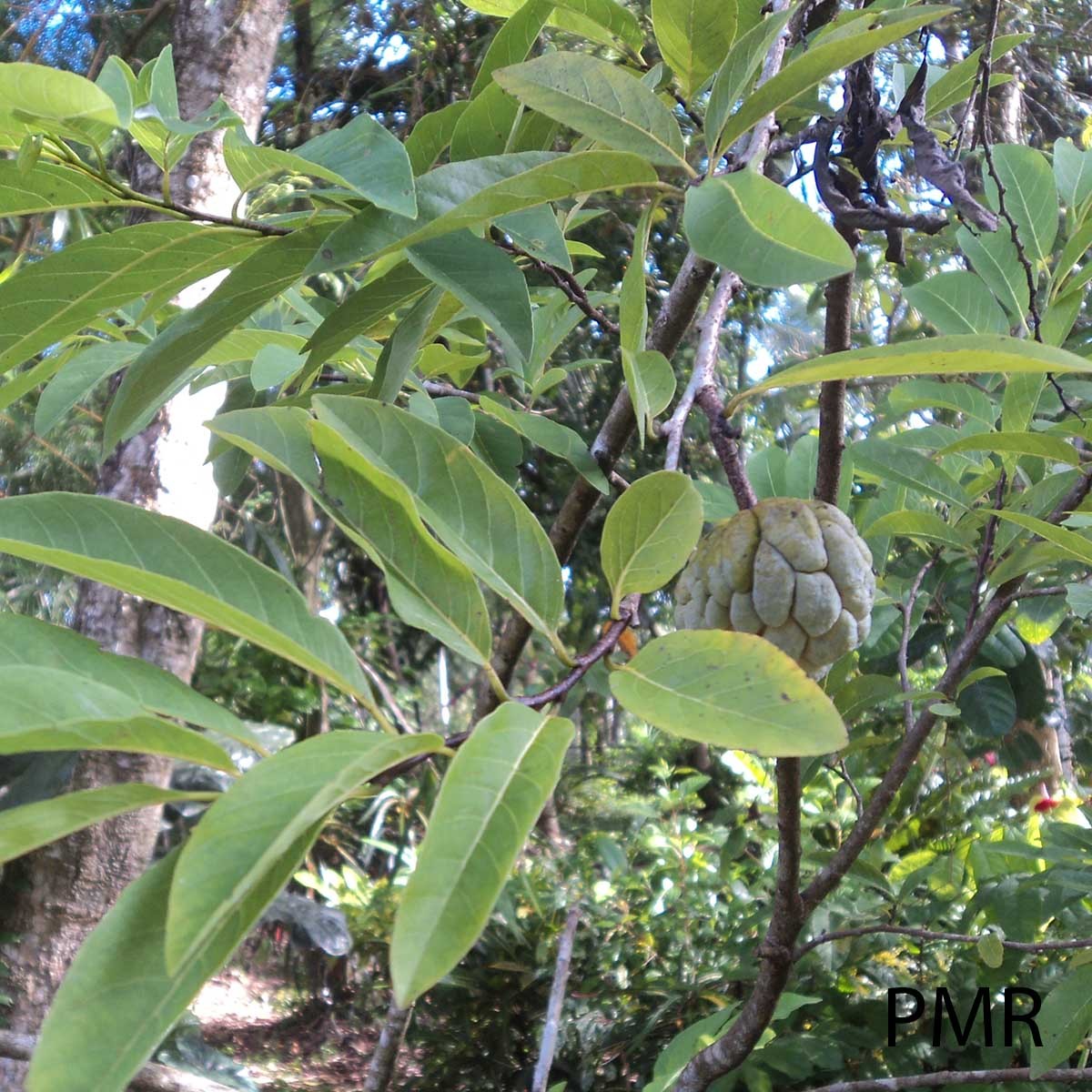 Annona squamosa L.